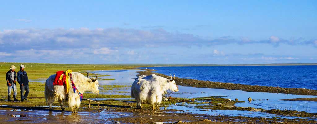 Qinghai Lake