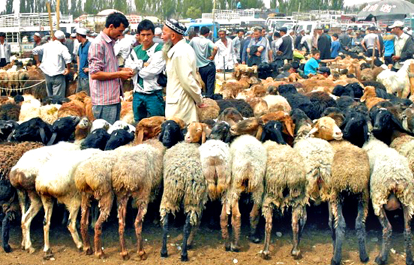 Kashgar-animal-market.jpg