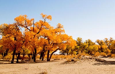 Euphrates Poplar Forest