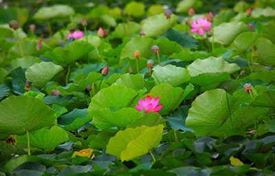 Zhangye National Wetland Park